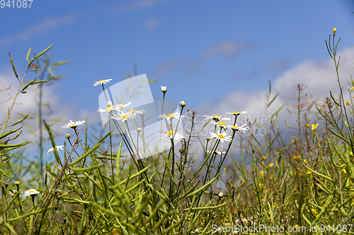 Image of chamomile in the field