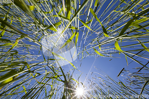 Image of wheat field