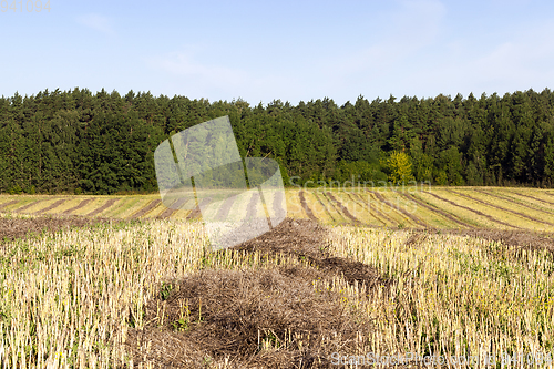 Image of dark straw rapeseed.