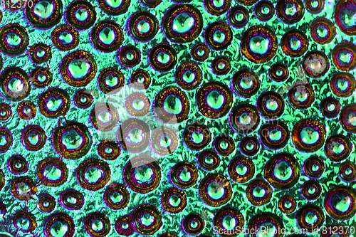 Image of abstract water rainbow drops on the glass