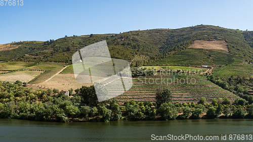 Image of vineyars in Douro Valley