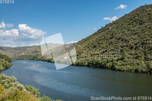 Image of vineyars in Douro Valley