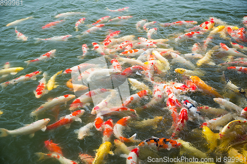 Image of Feeding Koi fish 