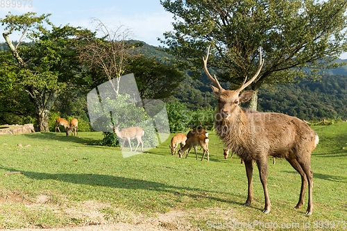 Image of Group of wild deer