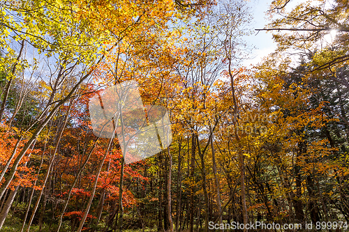 Image of Bright autumn forest
