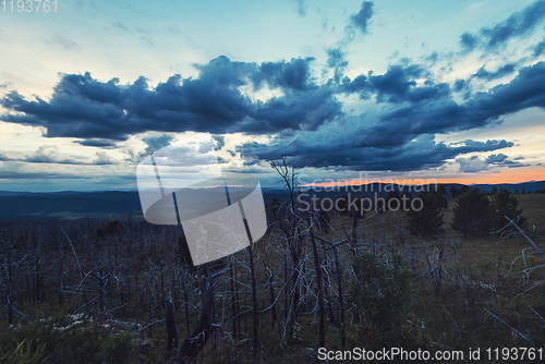 Image of Landscape with dead forest