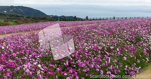 Image of Cosmos flower in garden