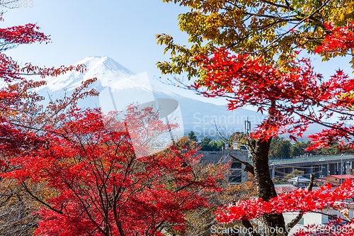 Image of Mountain Fuji and maple tree