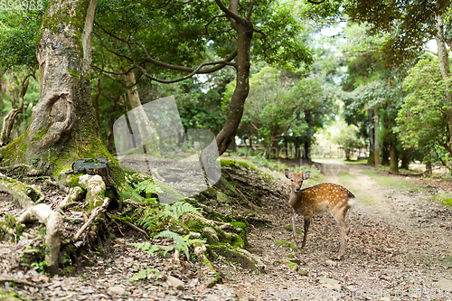 Image of Deer in nature