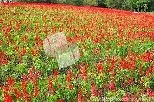 Image of Beautiful Salvia field