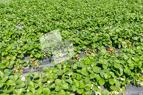 Image of Green fresh Strawberry field