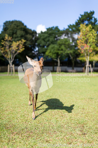 Image of Red Deer in the park