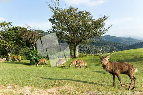 Image of Wild Deer on mountain