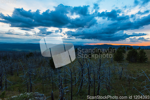 Image of Landscape with dead forest