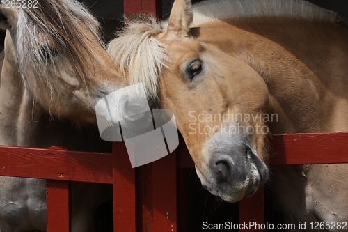 Image of Two horses