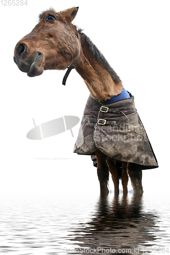 Image of Horse standing in water shot with a low perspective