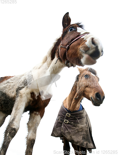 Image of Two horses shot with a low perspective