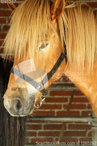 Image of Horses