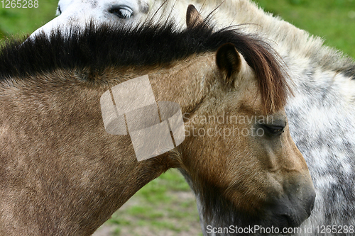 Image of Two horses