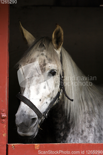 Image of White horse head