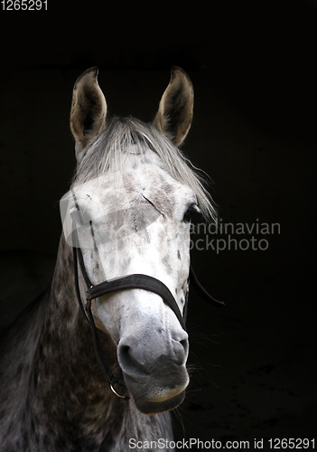 Image of White horse head