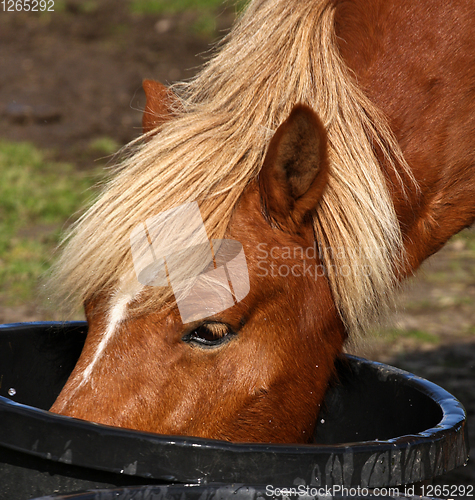 Image of Horse drinking water