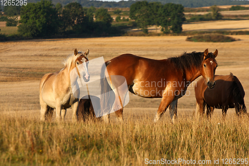 Image of Horses in a field in Sweden in the summer