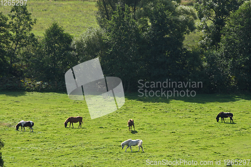 Image of Horses in a field in Sweden in the summer