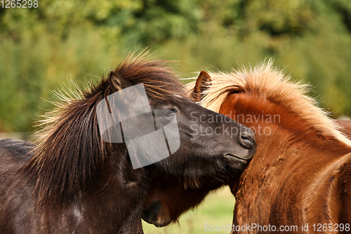 Image of Two horses