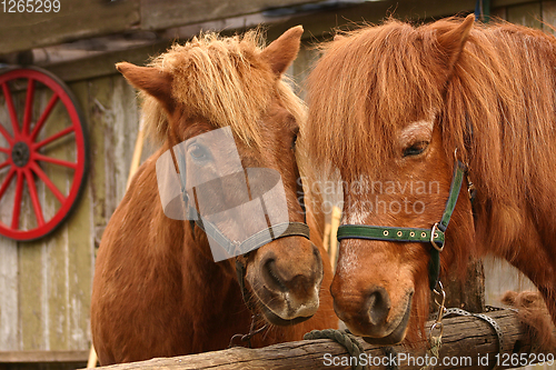 Image of Two horses