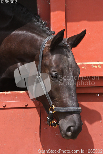 Image of Black horse head