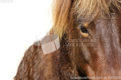 Image of Horses head closeup