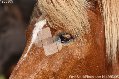 Image of Cute horse head closeup