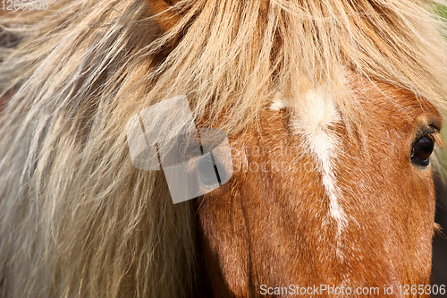 Image of Cute horse head closeup