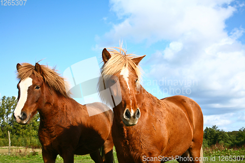 Image of Two horses