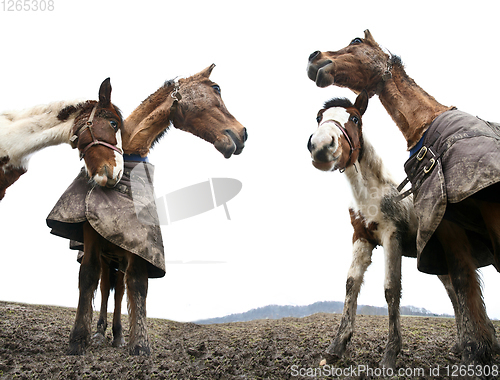 Image of Two horses shot with a low perspective