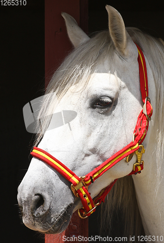 Image of White horse head