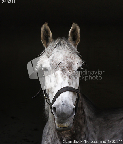 Image of White horse head