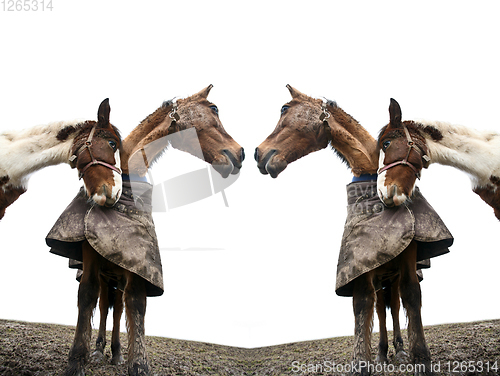 Image of Two horses shot with a low perspective