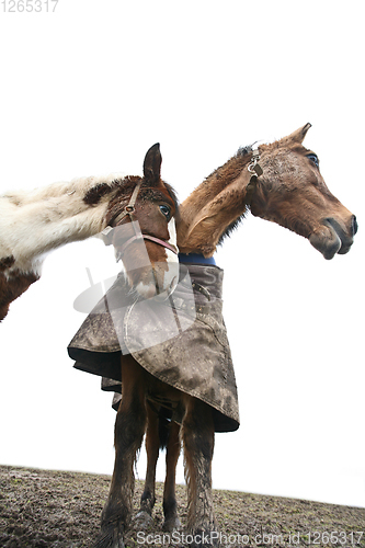 Image of Two horses shot with a low perspective