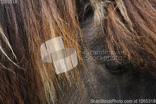 Image of Horses head closeup