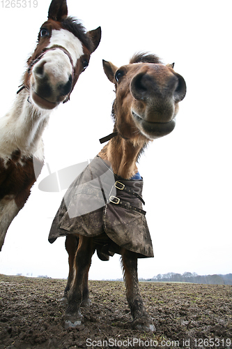 Image of Two horses shot with a low perspective