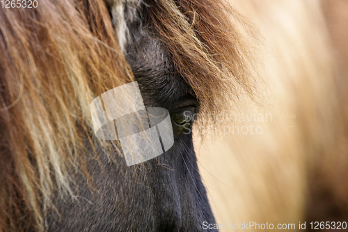 Image of Horses head closeup