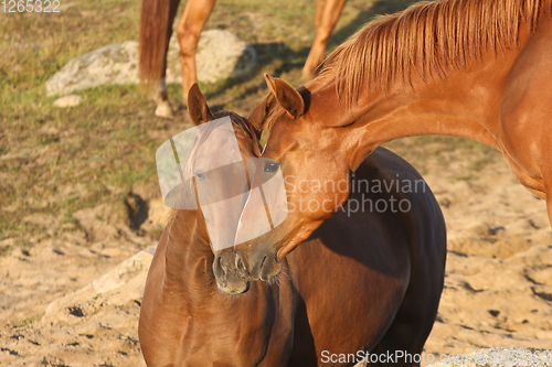 Image of Horses in a field in Sweden in the summer