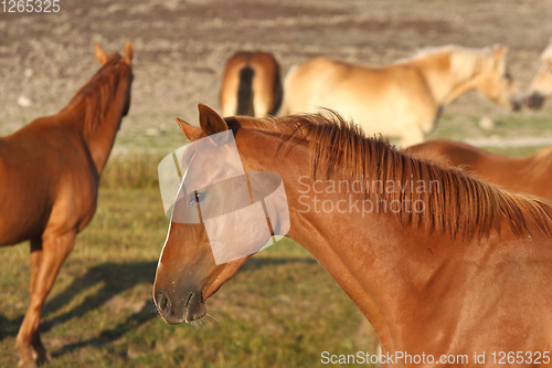 Image of Horses in a field in Sweden in the summer