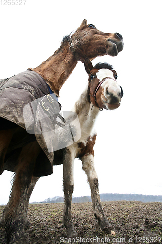 Image of Two horses shot with a low perspective