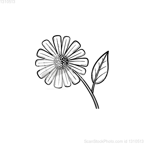 Image of Daisy flower hand drawn sketch icon.