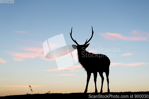 Image of Silhouette of deer against sky at sunset