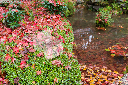 Image of Maple leaves in garden
