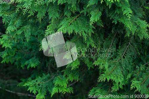 Image of Green plant tree